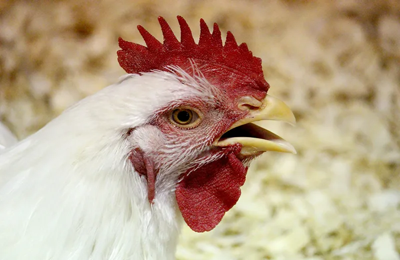 Bester | Animal Feeds Ingredients | Veevoerbestanddele